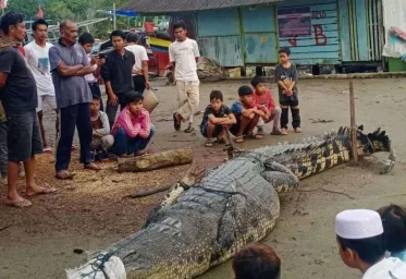 Buaya Raksasa  Yang Telah Memangsa  Dua Orang  Ditangkap Warga Pasaman Barat 