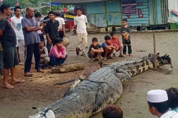 Buaya Raksasa  Yang Telah Memangsa  Dua Orang  Ditangkap Warga Pasaman Barat 